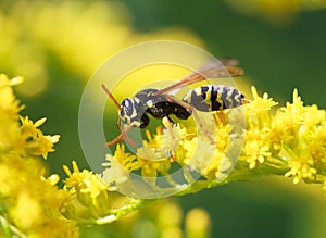 Wasp of the garden on a yellow flower