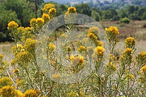 A Wasp Gathering Nectar on Yellow Mountain Rabbitbrush Flowers photo