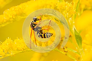 Wasp gathering pollen over a vibrant yellow blossom