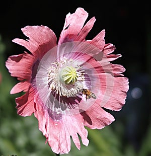 Wasp Gathering Pollen From Papaver Species