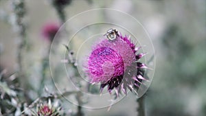 A wasp gathering pollen at a purple beautiful thistle flower on a field on a sunny day. Clip. Green summer meadow with