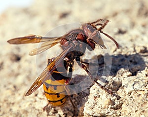 Wasp or German European wasp in latin Vespula vulgaris