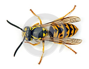 Wasp or German yellowjacket isolated on white background