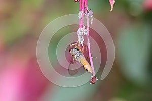 Wasp getting the pollen