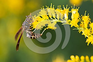 Wasp on Goldenrod