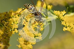 Wasp on goldenrod flowers