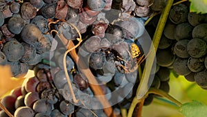 wasp on grapes. ripe grape bunch. close-up. A large wasp sits on a bunch of ripe dark blue grapes and drinks sweet grape