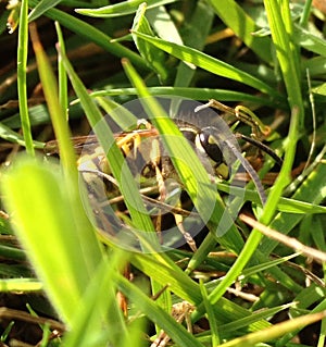 Wasp in the grass