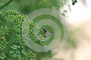 Wasp green insect nature animal plant photo