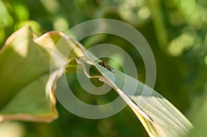 Wasp on the green leaf in nature.Insect