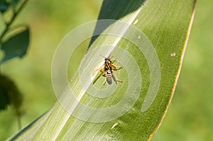 Wasp on the green leaf in nature.Insect