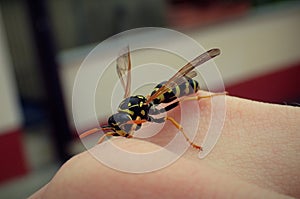 Wasp on a hand