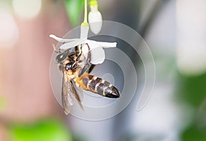 Hornets hang on nectar from white flowers photo
