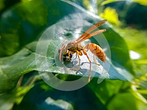 A wasp has just eaten a caterpillar.