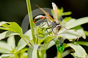 A wasp having a meal