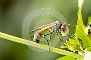 A wasp having a meal