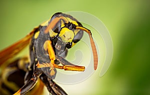 Wasp head Macro Shot