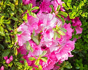 Wasp on Hedge Trimmed Pink Azaleas in Full Bloom