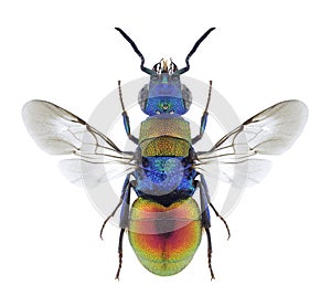 Wasp Hedychrum nobile
