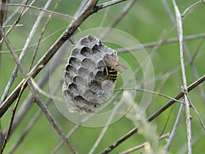 Wasp in the Hive