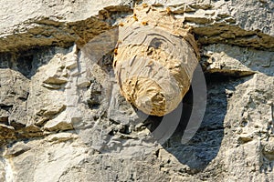 Wasp hive