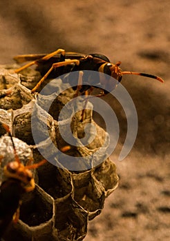 Wasp honeycomb and angry wasp photo