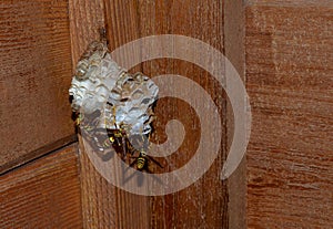 Wasp Hornet Bee, laying egg larvae and potecting hive