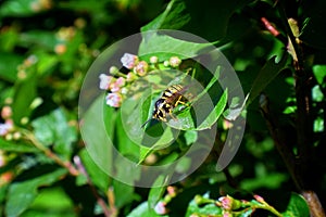 Wasp or Hornet, insect of the order Hymenoptera and suborder Apocrita that is neither a bee nor an ant. Closeup of Large wasp, Dan photo