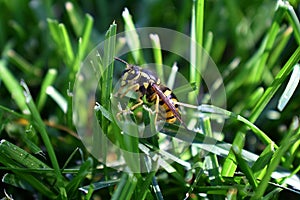 Wasp or Hornet, insect of the order Hymenoptera and suborder Apocrita that is neither a bee nor an ant. Closeup of Large wasp, Dan photo