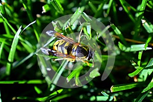 Wasp or Hornet, insect of the order Hymenoptera and suborder Apocrita that is neither a bee nor an ant. Closeup of Large wasp, Dan