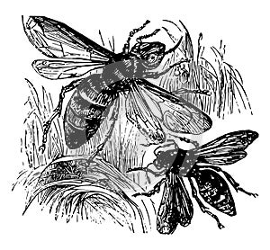 Wasp and Hornet vintage illustration