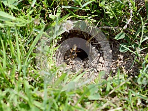 Wasp hovers at the entrance to its nest