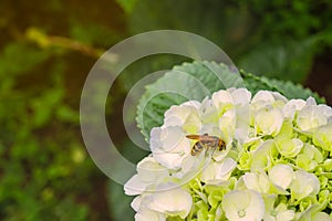 The wasp on hydrangea or hortensia with copy space