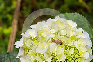 The wasp on hydrangea or hortensia with copy space