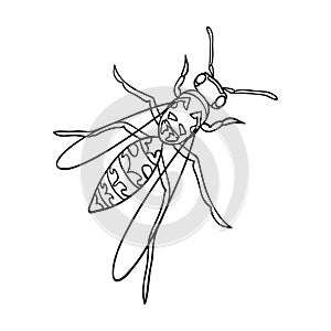 Wasp, hymenopteran insect.Wasp, stinging insect single icon in outline style vector symbol stock isometric illustration