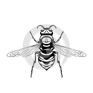 Wasp illustration