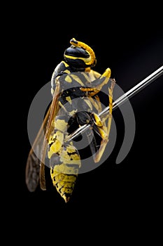 Wasp impaled on a pin