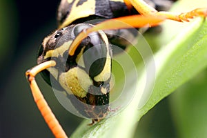 wasp Insect