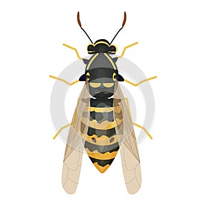 Wasp insect, bumble bee top view in cartoon style, realistic bug Isolated clipart on white background