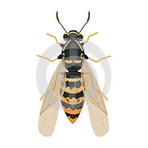 Wasp insect, bumble bee top view in cartoon style, realistic bug Isolated clipart on white background