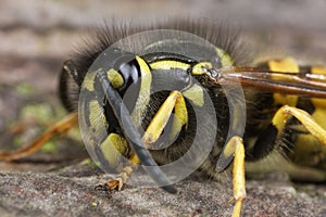 Wasp Insect Closeup Macro
