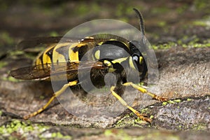 Wasp Insect Closeup Macro