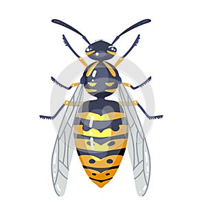 Wasp Insect illustration isolated on white. Colorful wasp Illustrated bug. Flat vector design