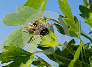 Wasp. This insect knows that it has few dangerous enemies.