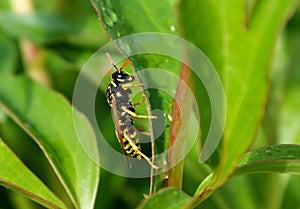 Wasp. This insect knows that it has few dangerous enemies.