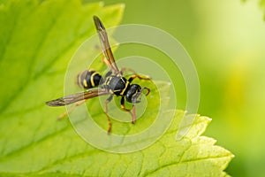 Wasp Insect On Leaves In Summer Garden Close Up