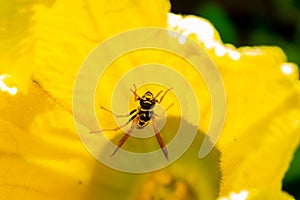 Wasp insect sitting on the flower