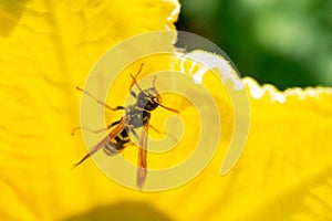 Wasp insect sitting on the flower