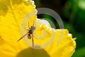 Wasp insect sitting on the flower