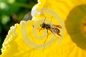 Wasp insect sitting on the flower